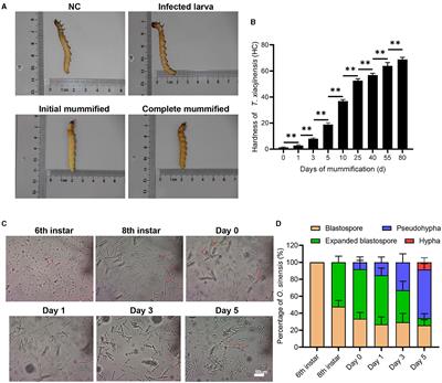 Mannitol mediates the mummification behavior of Thitarodes xiaojinensis larvae infected with Ophiocordyceps sinensis